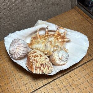 Giant White Clam Shell Bowl 7.75”H x 6”W x 2.75”H w Natural Seashell Mix